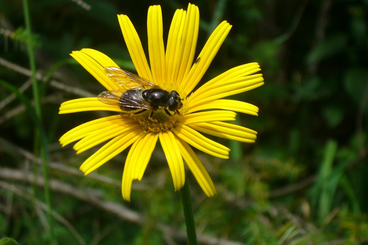 Vasara, Saulėtas, Viešas Įrašas, Flora, Gėlės, Saulė, Lapai, Filialas, Gamta, Augalas