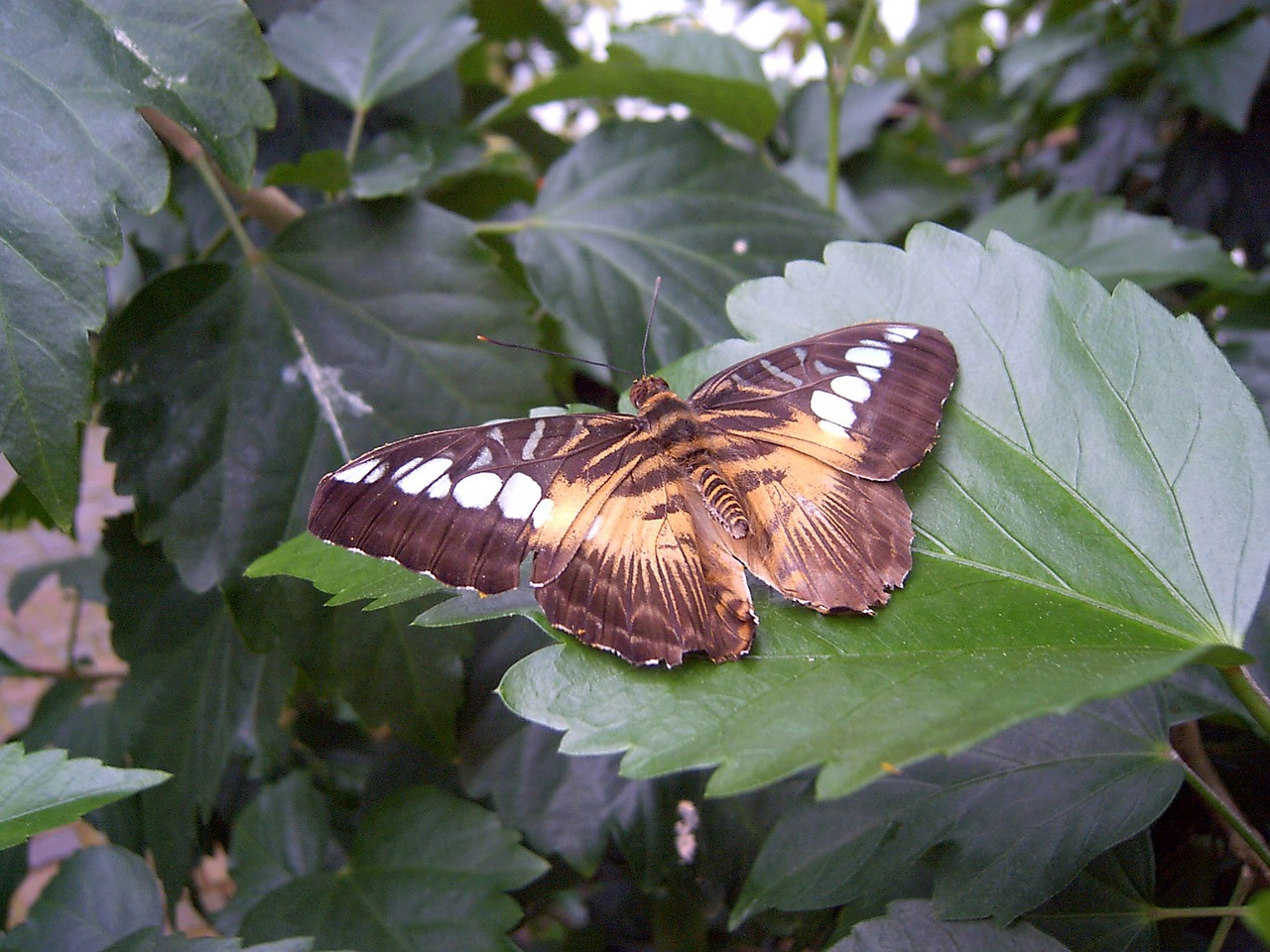 Vasara, Saulėtas, Saulės Gėlė, Viešas Įrašas, Flora, Gėlės, Saulė, Lapai, Filialas, Gamta