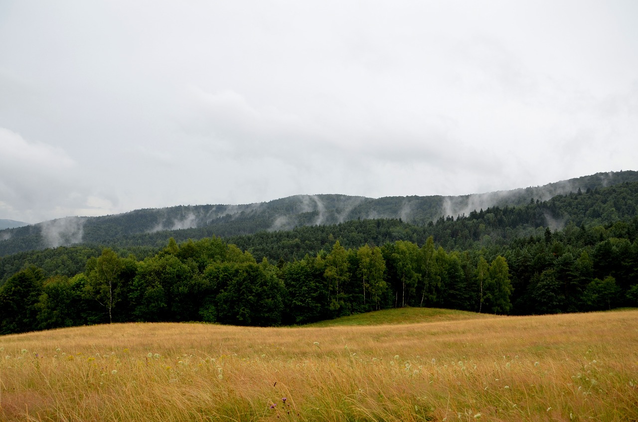 Vasara, Lietus, Rūkas, Para, Miškas, Vaizdas, Kalnai, Beskid, Po Lietaus, Kraštovaizdis