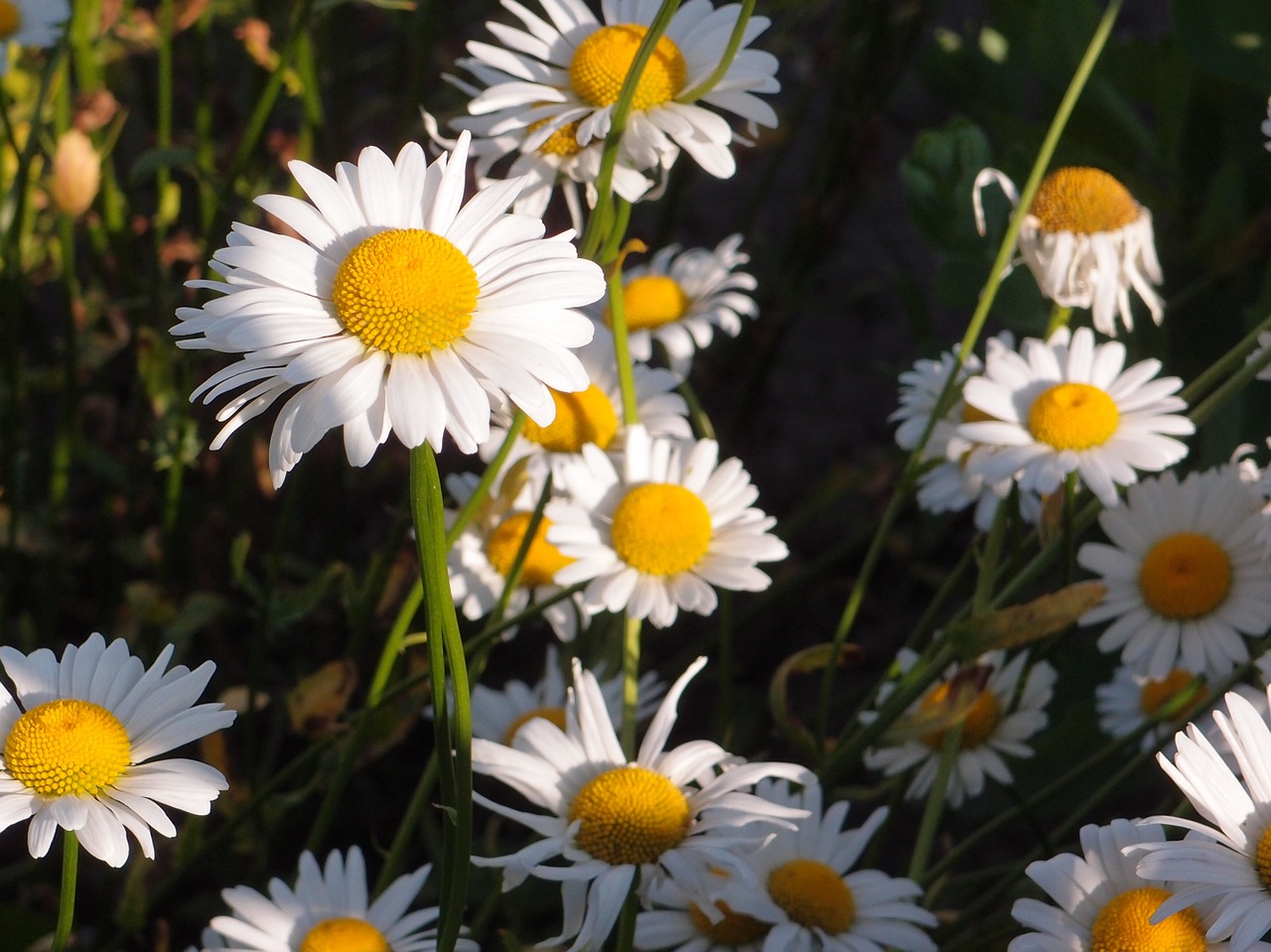 Vasara, Gėlės, Žolė, Ramunė, Daisy, Balta Gėlė, Vasaros Gėlės, Baltos Gėlės, Nemokamos Nuotraukos,  Nemokama Licenzija