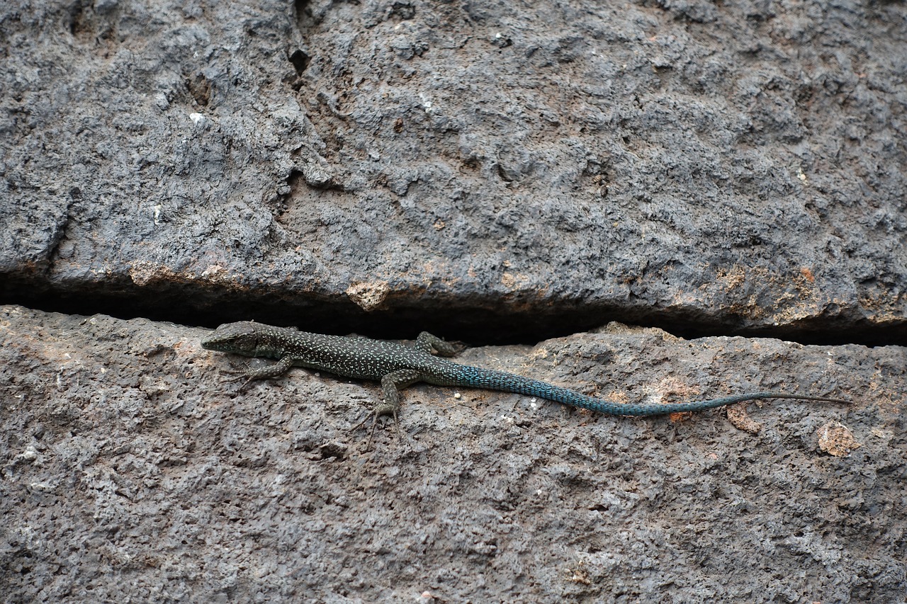 Vasara, Madeira, Portugal, Driežas, Kraštovaizdis, Gražus, Gyvūnas, Makro, Nemokamos Nuotraukos,  Nemokama Licenzija