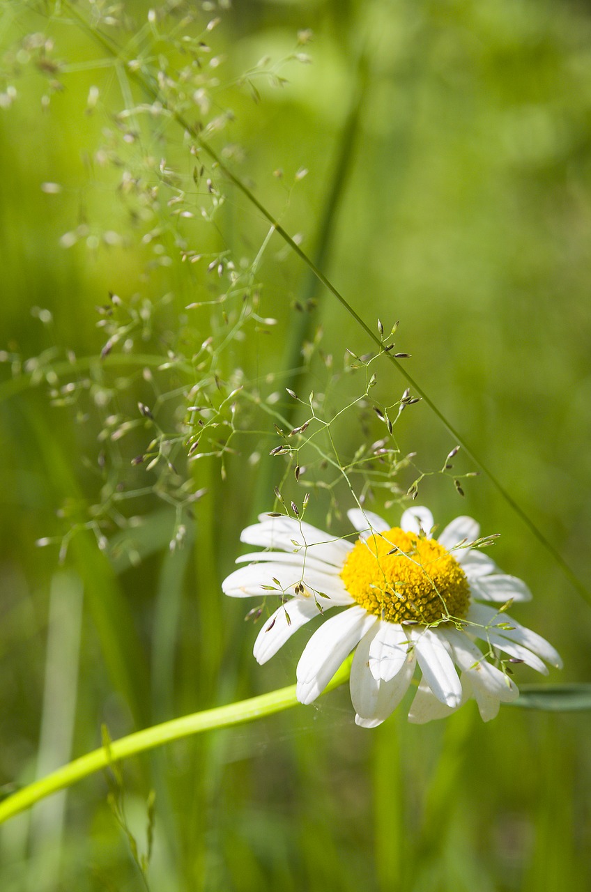 Vasara, Daisy, Gėlė, Gėlės, Ramunė, Balta, Baltos Gėlės, Lauko Gėlės, Gamta, Baltos Dainos