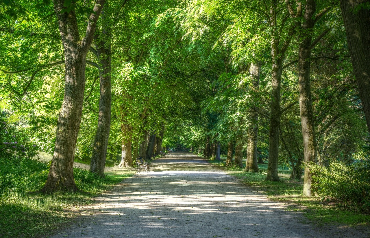 Vasara, Žalias, Gamta, Kraštovaizdis, Medžiai, Alėja, Toli, Parkas, Nemokamos Nuotraukos,  Nemokama Licenzija