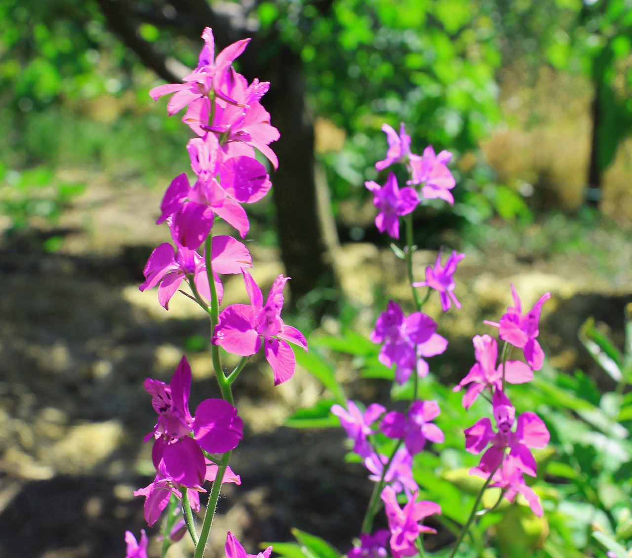 Vasara, Gėlės, Vasaros Gėlės, Violetinė, Dacha, Gamta, Augalas, Žalumos, Geliu Lova, Gyvoji Gamta