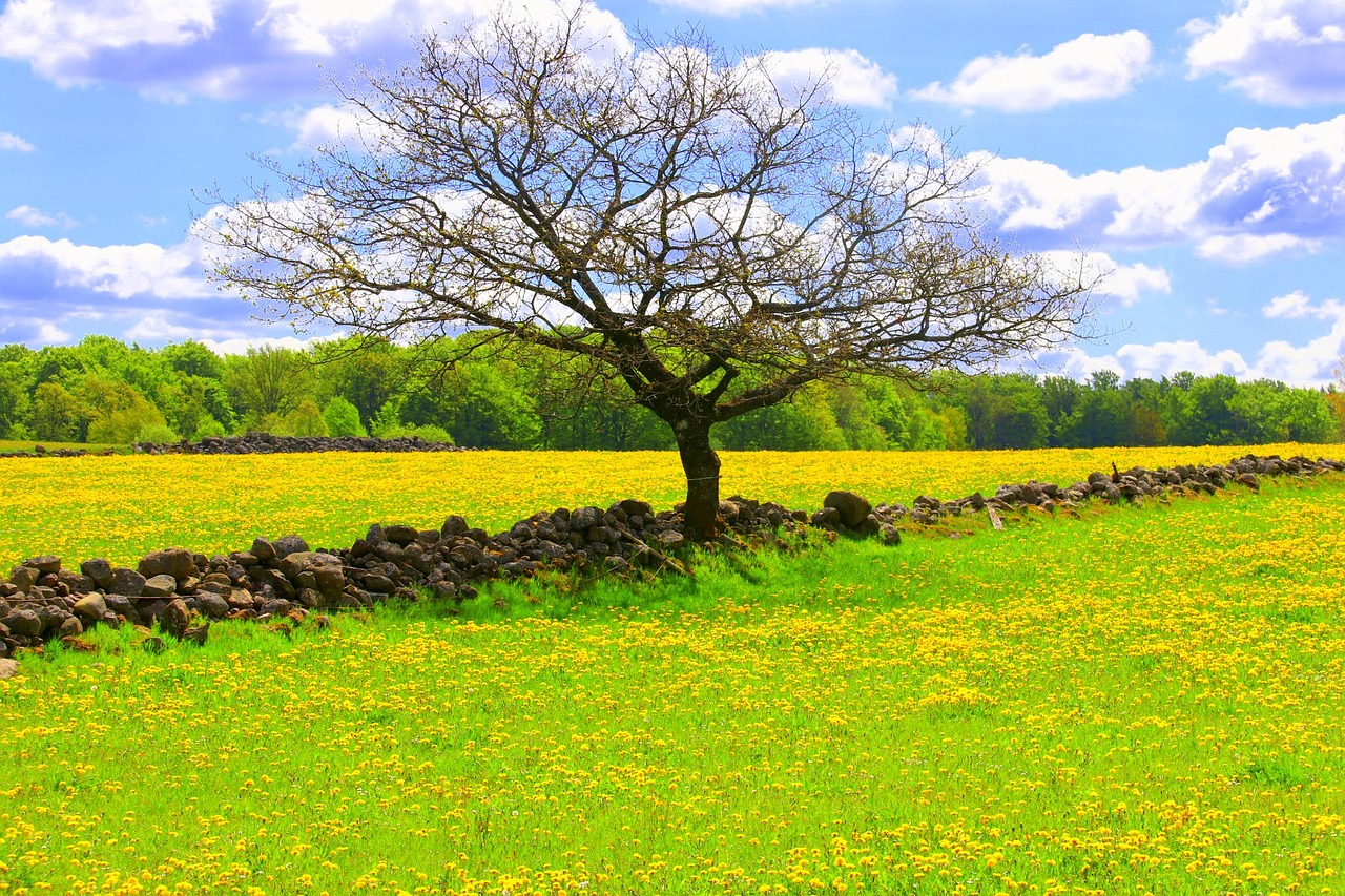 Vasara, Canola, Geltonieji Laukai, Aliejinių Augalų Sėklos, Himmel, Kaimas, Nemokamos Nuotraukos,  Nemokama Licenzija