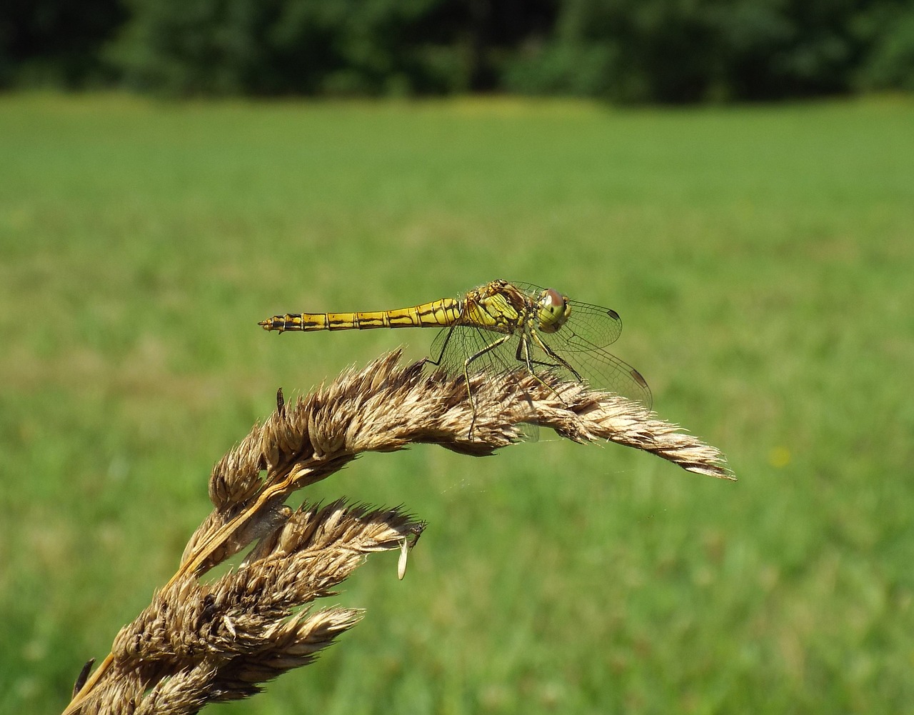 Vasara, Lazda, Vabzdys, Uždaryti, Gyvūnas, Skrydžio Vabzdys, Laukinės Gamtos Fotografija, Makro, Geltona, Geltona Lazdele