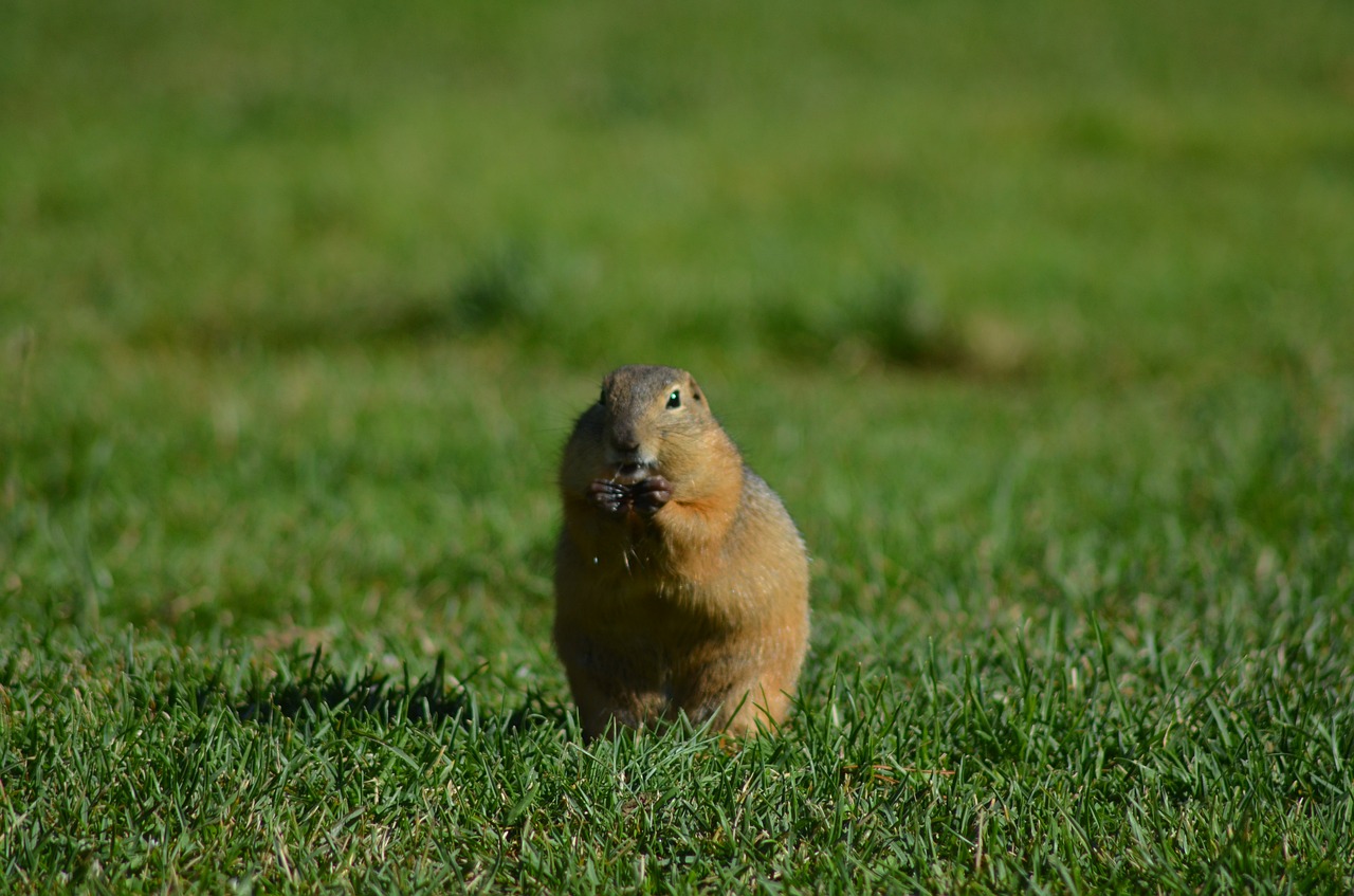 Vasara, Žolė, Portretas, Vaizdas, Gyvūnas, Gopher, Nemokamos Nuotraukos,  Nemokama Licenzija