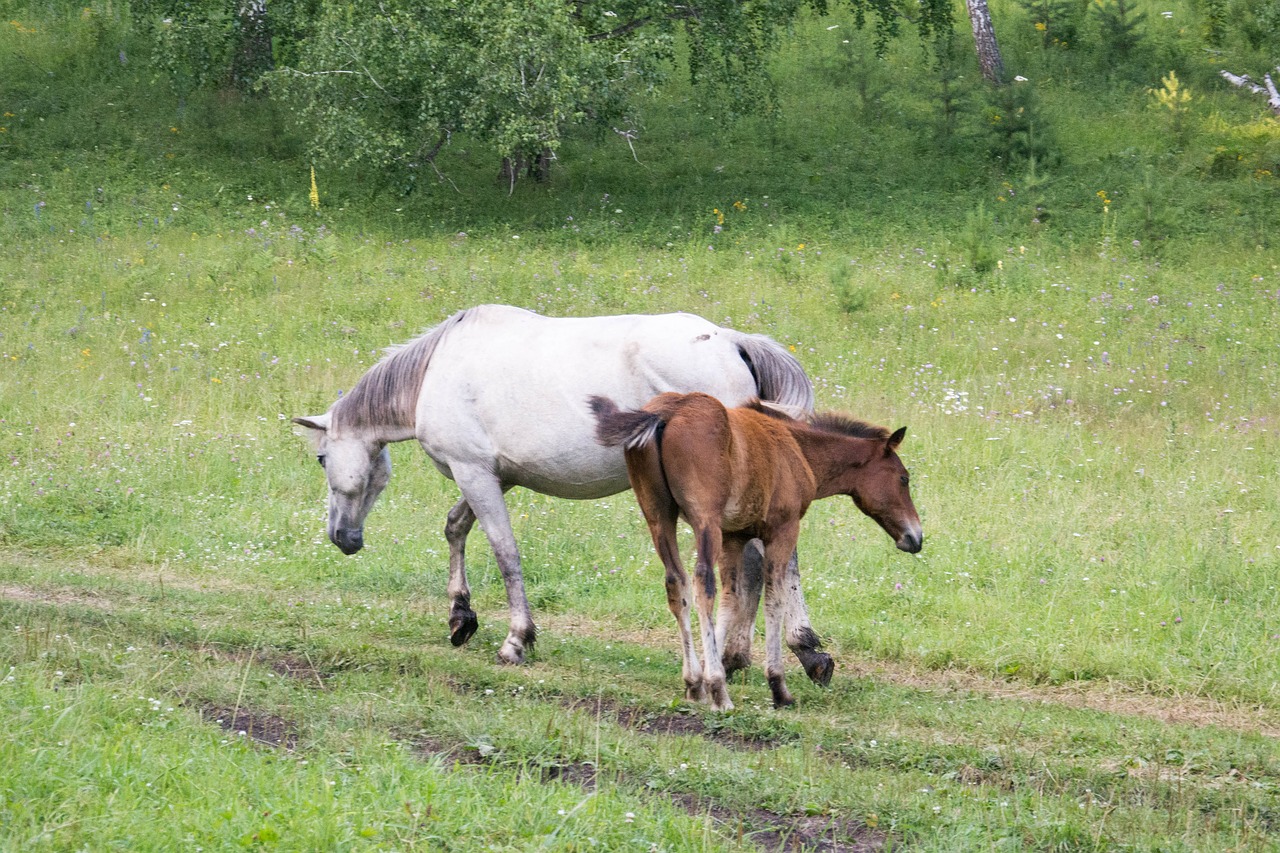 Vasara,  Arkliai,  Kumeliukas,  Žolė,  Be Honoraro Mokesčio, Nemokamos Nuotraukos,  Nemokama Licenzija