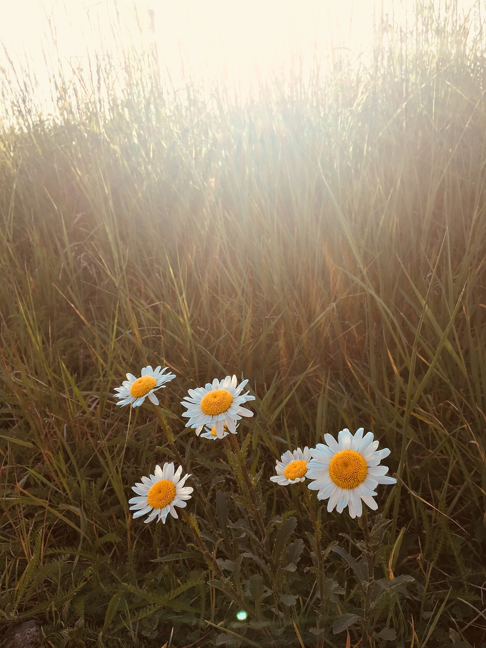 Vasara,  Daisy,  Saulės Šviesa,  Laimingas,  Geltona,  Pedalai,  Žolė,  Laukas,  Pobūdį,  Gėlė