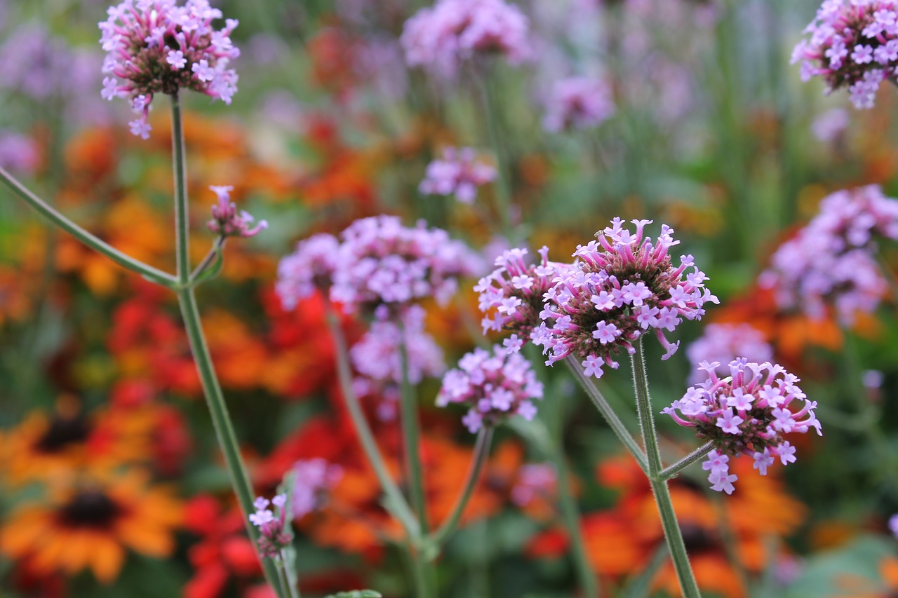 Vasara,  Meadow,  Augalų,  Gėlės,  Gėlė Violetinė,  Iš Arti, Nemokamos Nuotraukos,  Nemokama Licenzija