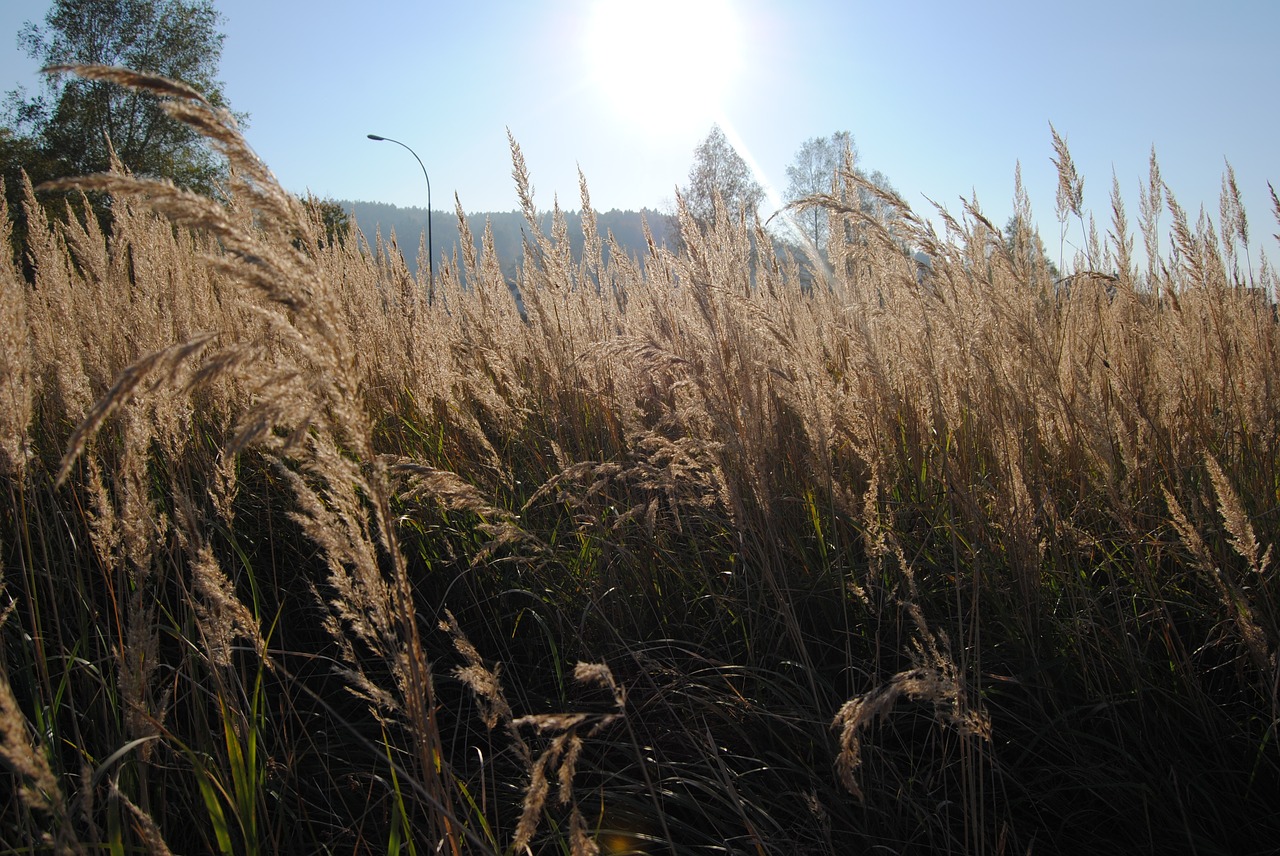 Vasara,  Žolė,  Meadow,  Pobūdį,  Laukas,  Aplinka, Nemokamos Nuotraukos,  Nemokama Licenzija