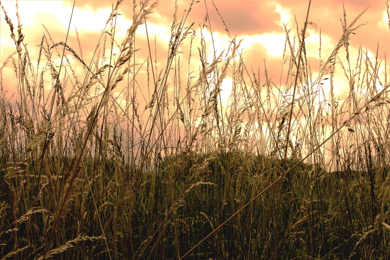 Vasara,  Kvieciai,  Laukas,  Dangus,  Pobūdį,  Vakarą Saulė,  Žolė, Nemokamos Nuotraukos,  Nemokama Licenzija