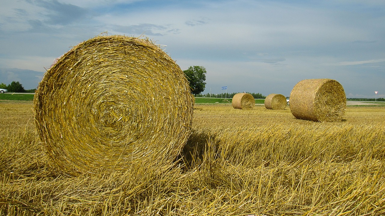 Vasara,  Liepos Mėn Baltarusija, Nemokamos Nuotraukos,  Nemokama Licenzija