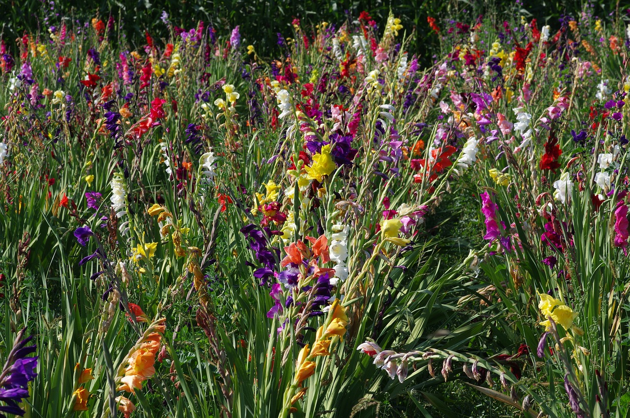 Vasara,  Pobūdį,  Žydi,  Vilkdalginiai,  Kardelis,  Floros,  Augalų,  Žiedas,  Žydi,  Gėlė