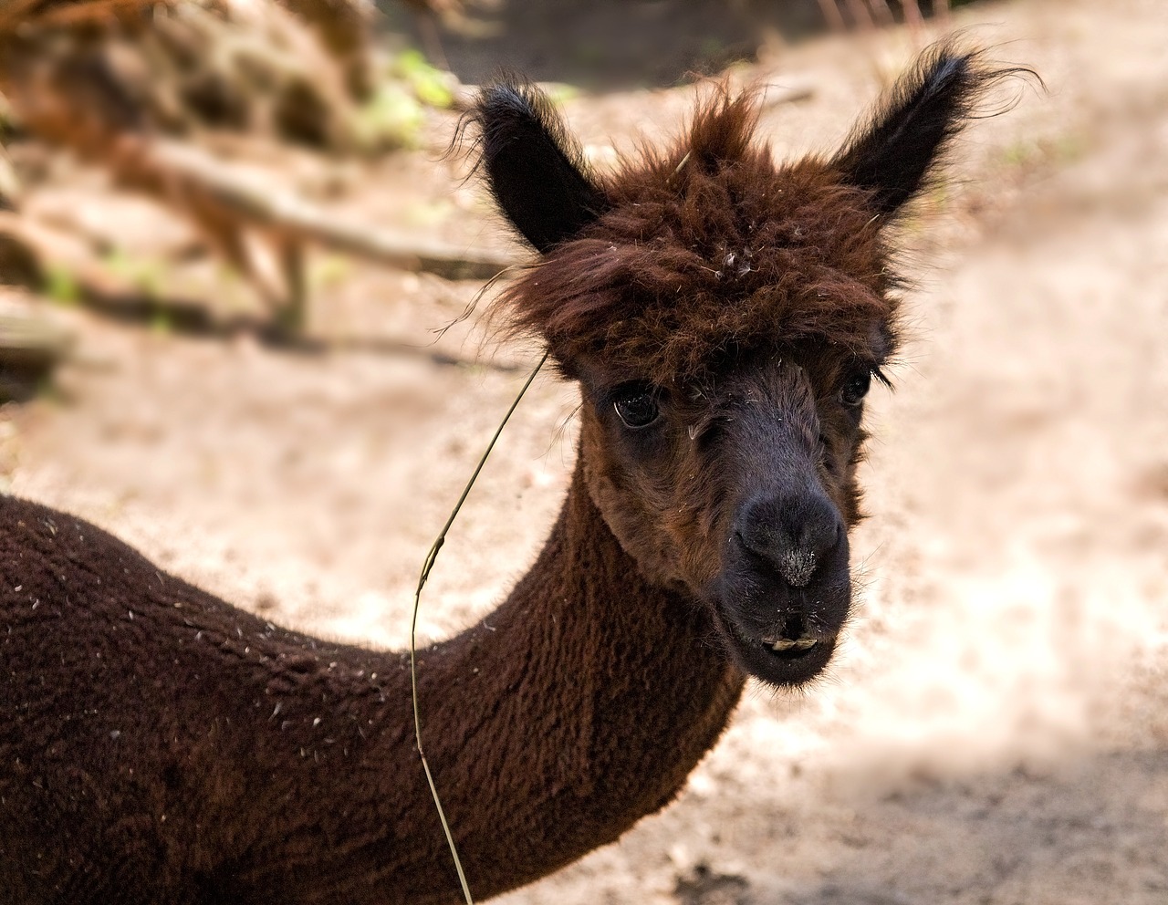 Vasara,  Gyvūnas,  Zoo Latvija, Nemokamos Nuotraukos,  Nemokama Licenzija