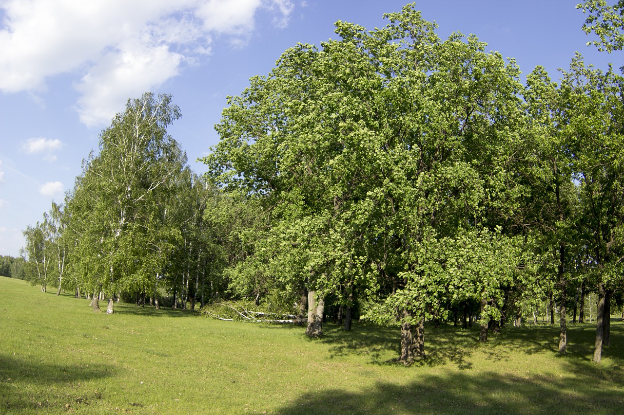 Vasara, Miškas, Medžiai, Pjūvis, Lapija, Žalumos, Nemokamos Nuotraukos,  Nemokama Licenzija