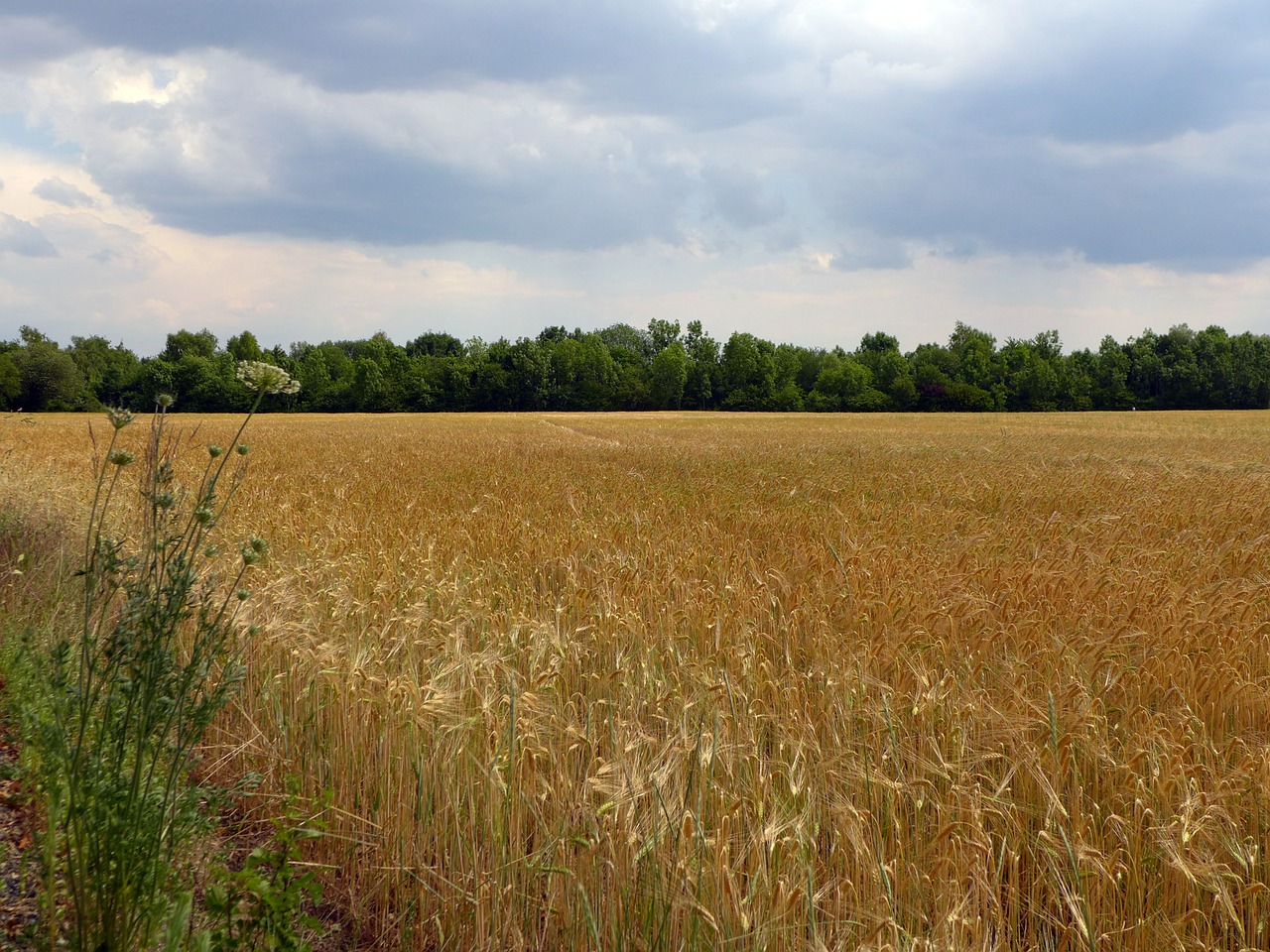 Vasara, Laukas, Grūdai, Kukurūzų Laukas, Debesys, Kraštovaizdis, Augalas, Spiglys, Žemdirbystė, Derlius