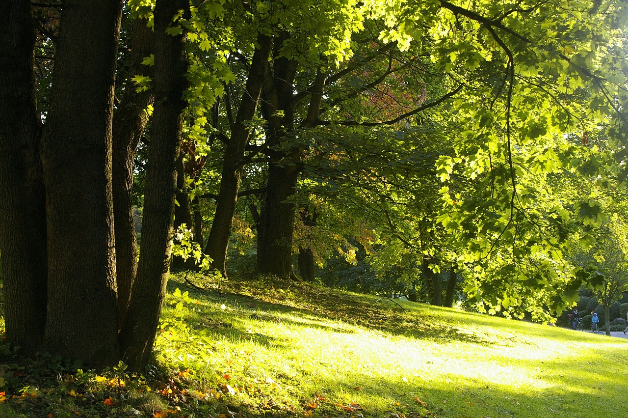 Vasara, Miškas, Pieva, Saulė, Geltona, Žalias, Šviesa, Šiltas, Medis, Nuotaika