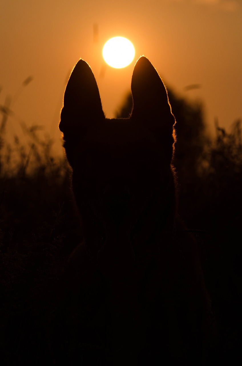 Vasara, Saulėlydis, Šuo, Malinois, Nemokamos Nuotraukos,  Nemokama Licenzija