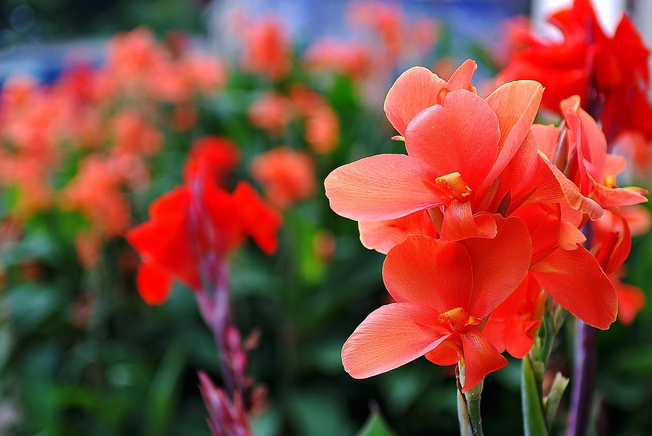 Vasara,  Gėlės,  Gladiolas, Nemokamos Nuotraukos,  Nemokama Licenzija