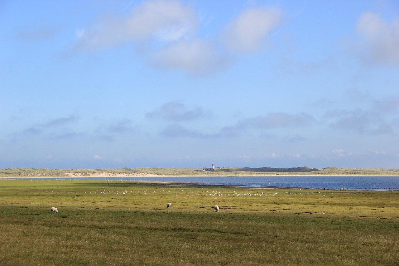 Vasara, Sylt, Avys, Šiaurės Jūra, Jūra, Debesys, Šiaurinė Vokietija, Kraštovaizdis, Saulė, Gamta