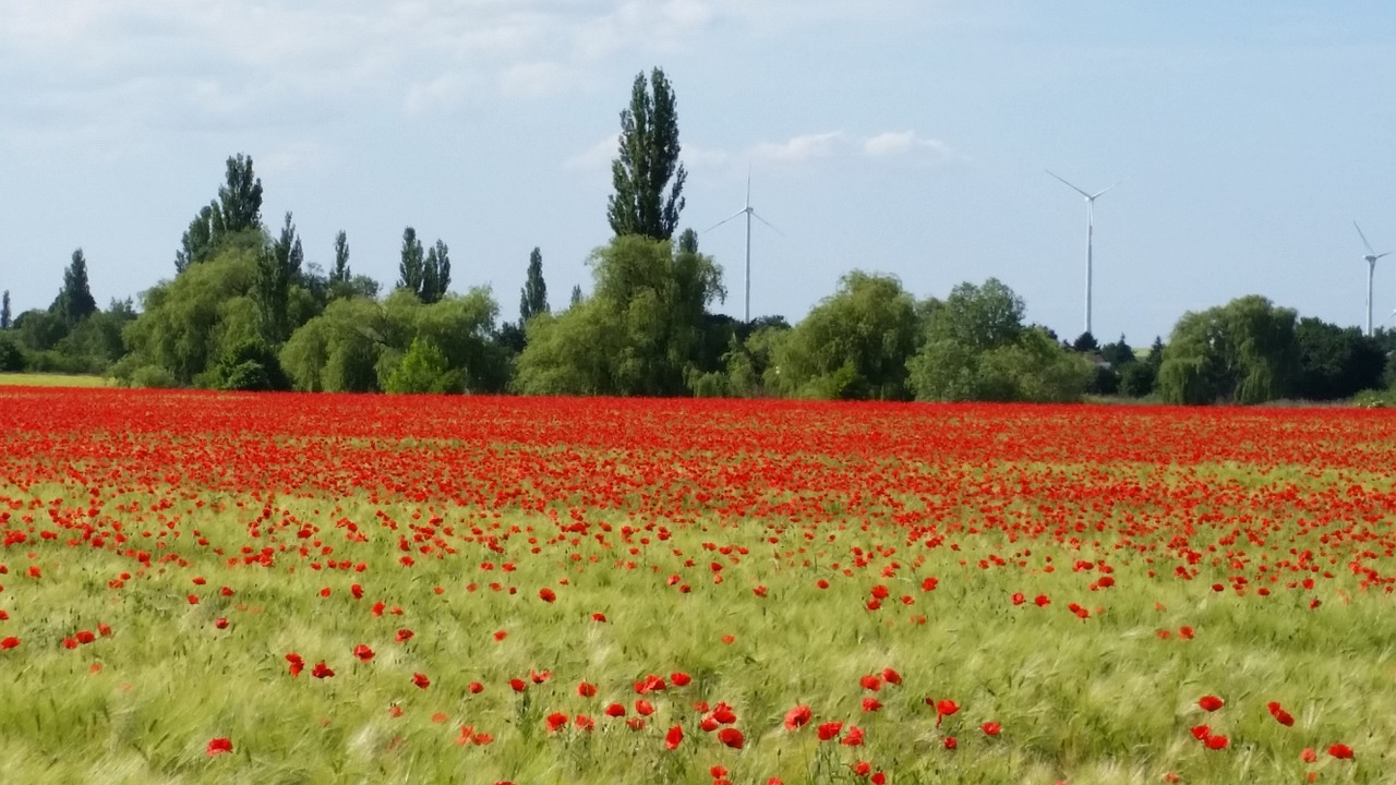 Vasara, Klatschmohn, Aguona, Aguonos Gėlė, Gėlė, Žiedas, Žydėti, Raudona, Laukas, Žydėti