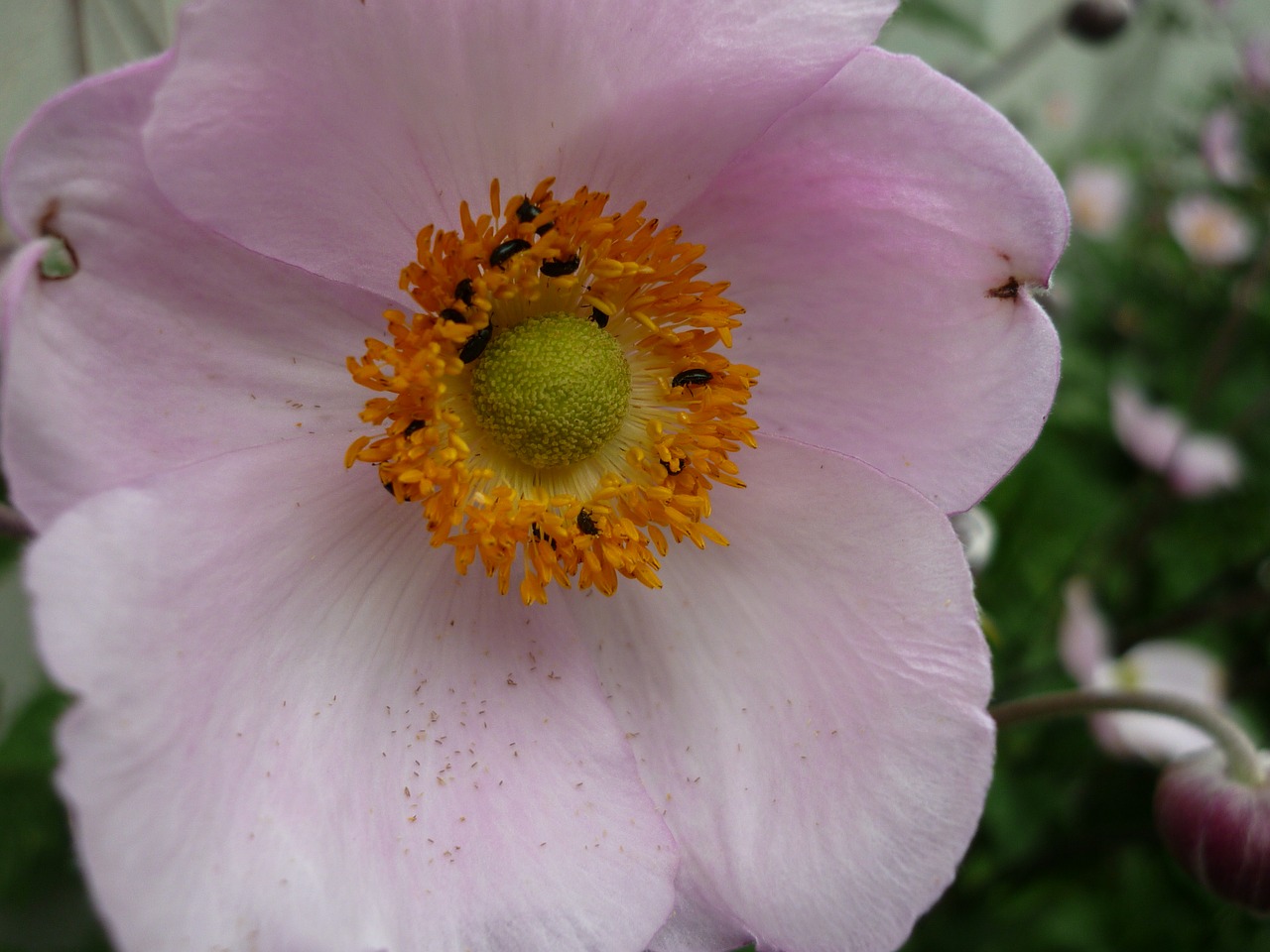 Vasaros Anemone, Kultūra, Rožinis, Žiedas, Žydėti, Auga, Gėlių Sodas, Vasara, Nemokamos Nuotraukos,  Nemokama Licenzija