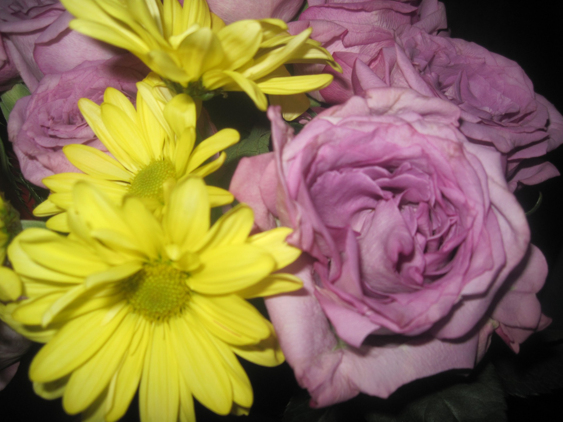 Daisy,  Rožė,  Žiedas,  Gėlių,  Vasaros Gėlių 9, Nemokamos Nuotraukos,  Nemokama Licenzija