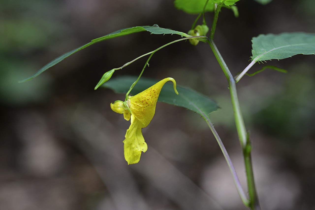 Vasaros Gėlės,  Wildflower,  Geltona Grynasis Atlyginimas Linija,  Pobūdį,  Gėlės,  Geltona, Nemokamos Nuotraukos,  Nemokama Licenzija