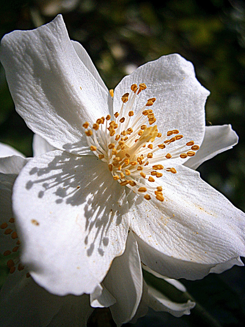 Vasaros Jazminas, Bauer Jasminas, Mock Oranžinė, Jazmin, Europinis Švilpukas Krūmas, Šviesiai Švilpukas Krūmas, Philadelphus Coronary, Šiltnamio Hortensia, Hydrangeaceae, Dekoratyvinis Krūmas