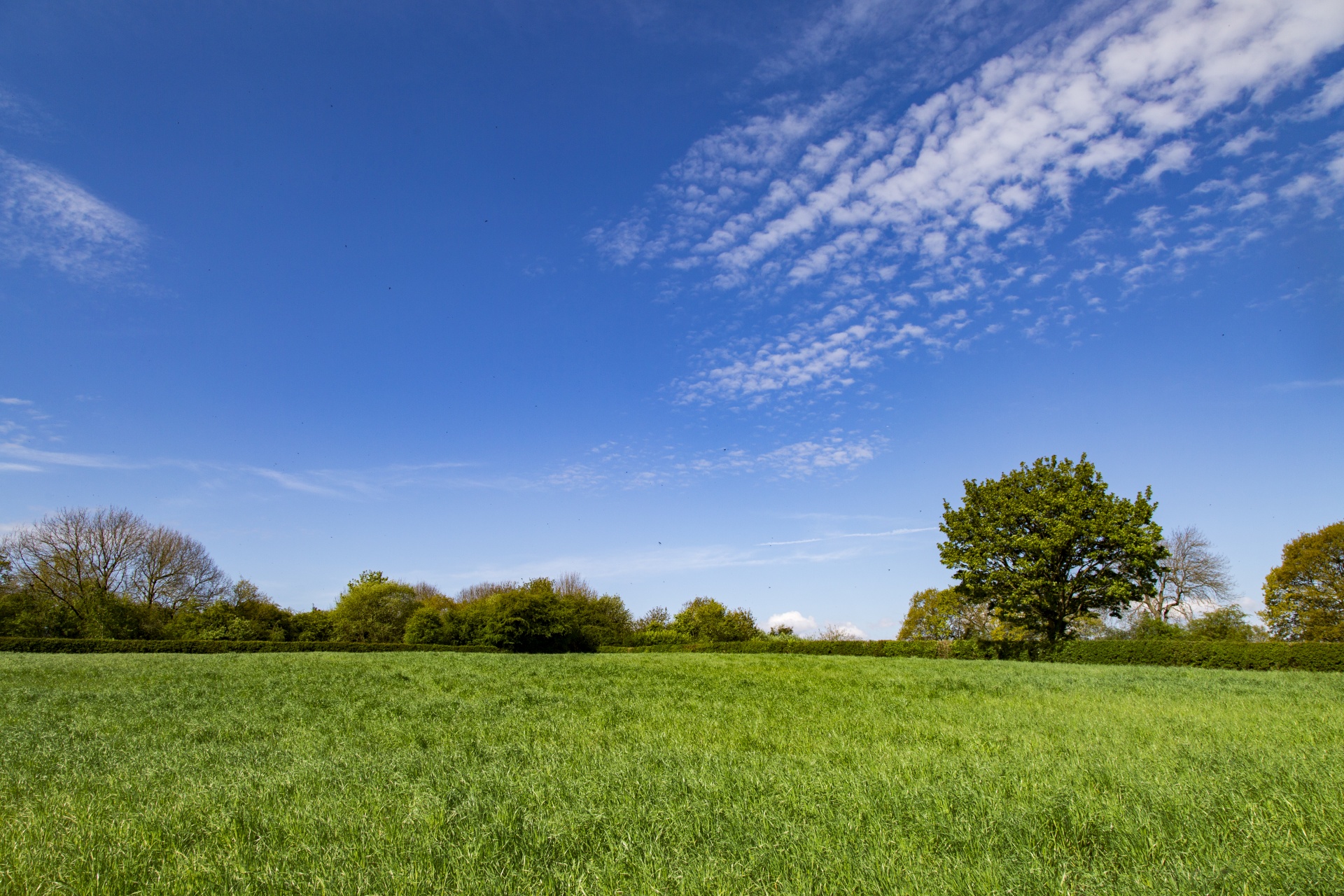 Žalias,  Fonas,  Žolė,  Gras,  Žalia Žolė,  Žolė & Nbsp,  Fonas,  Golfas & Nbsp,  Žalia,  Tekstūra & Nbsp