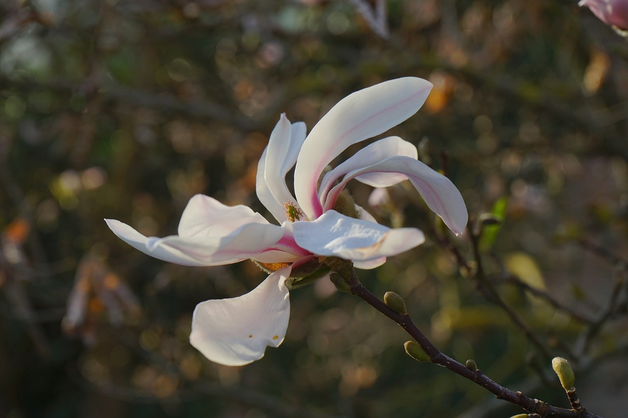 Vasara-Magnolija, Žiedas, Žydėti, Balta, Magnolija Sieboldii, Siebold Magnolija, Magnolija, Filialas, Krūmas, Magnoliengewaechs