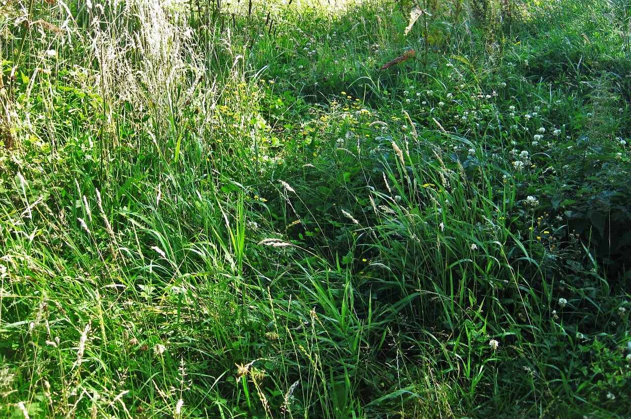 Vasaros Pieva, Laukinis Pievas, Žydėjimo Žolė, Žolės, Žalias, Vasara, Metų Laikas, Gamta, Flora, Laukiniai