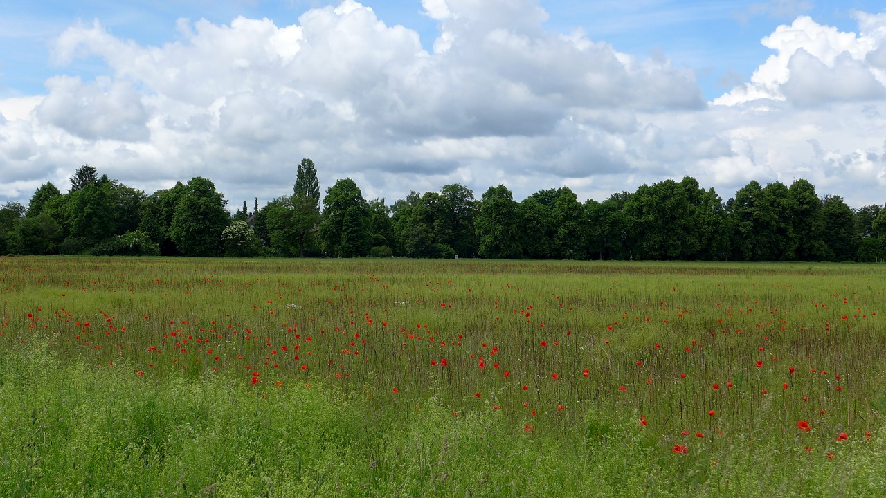 Vasaros Pieva, Vasara, Aguonų Laukas, Aguonos Gėlė, Klatschmohn, Gamta, Žalias, Raudona, Mėlynas, Balta