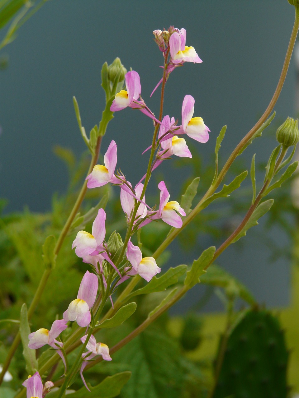 Vasaros Ramunėlė, Kelias, Gėlės, Vasaros Gėlė, Linaria Maroccana, Linaria Bitartita, Morocko Toadflax, Marokas Löwenmäulchen, Bičių Ganyklos, Dekoratyvinis Augalas