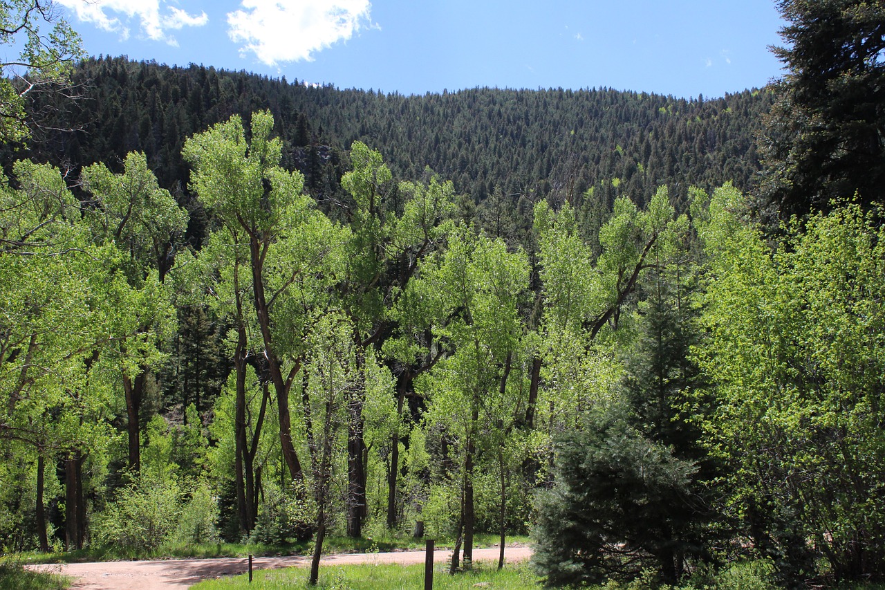 Vasaros Laikas, Žalias, Gamta, Vaizdingas, Aspenos Medžiai, Colorado, Nemokamos Nuotraukos,  Nemokama Licenzija