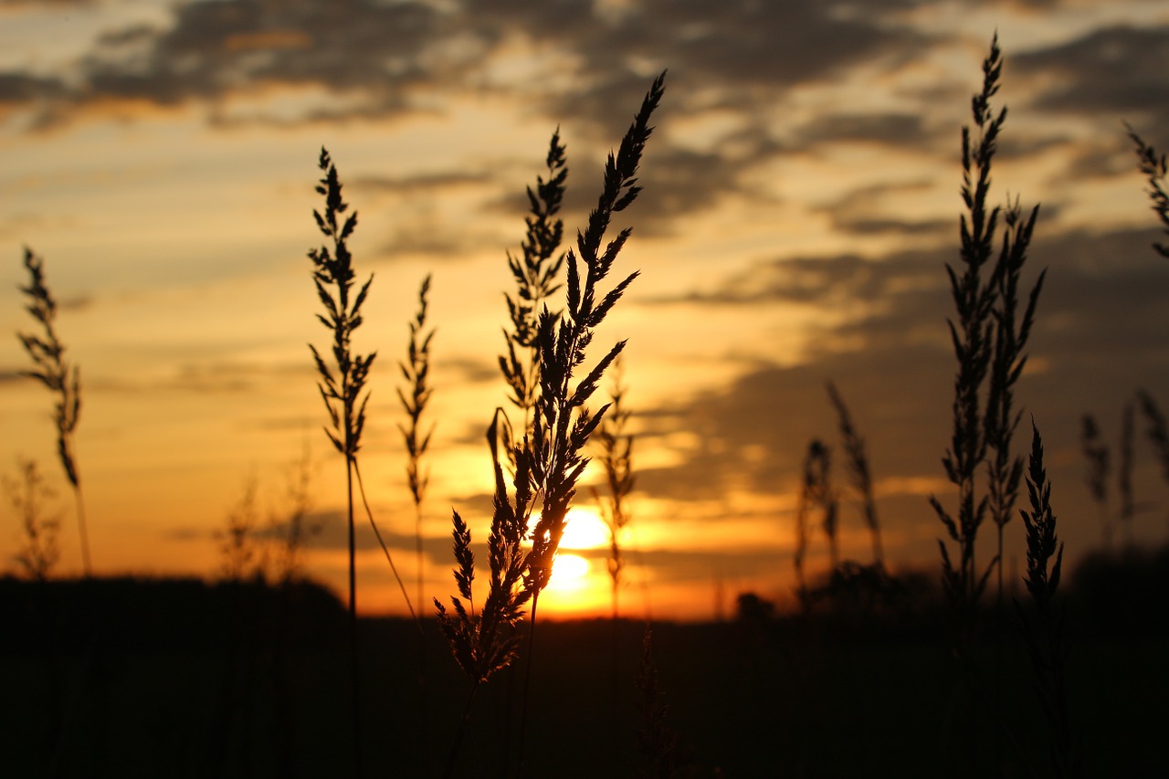 Saulė, Saulėlydis, Vakarinis Dangus, Žolė, Abendstimmung, Dangus, Besileidžianti Saulė, Nemokamos Nuotraukos,  Nemokama Licenzija