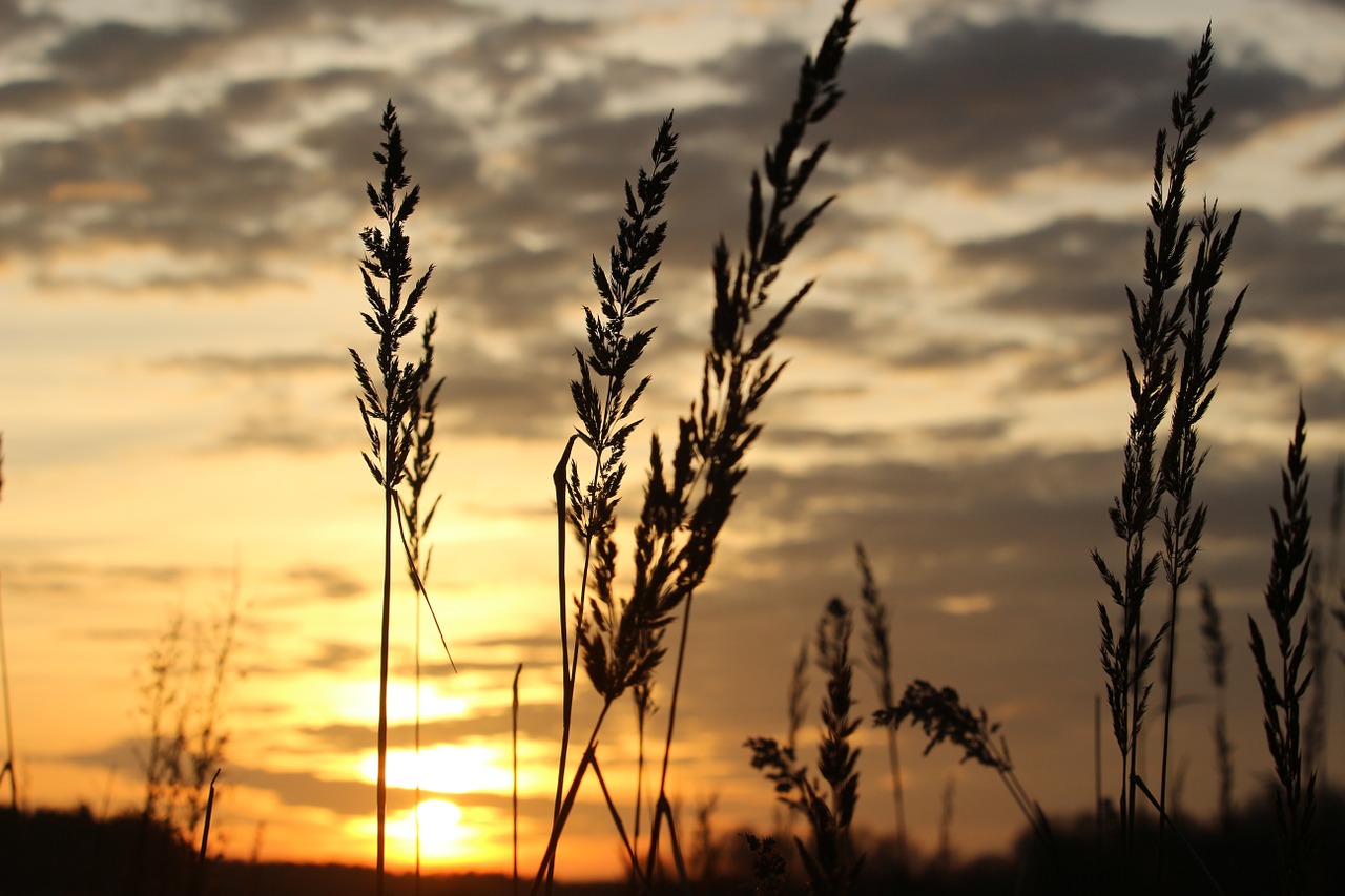 Saulė, Saulėlydis, Vakarinis Dangus, Žolė, Abendstimmung, Dangus, Besileidžianti Saulė, Nemokamos Nuotraukos,  Nemokama Licenzija