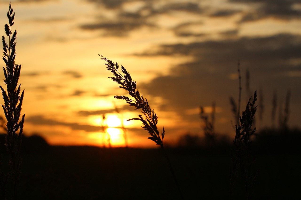 Saulė, Saulėlydis, Vakarinis Dangus, Žolė, Abendstimmung, Dangus, Besileidžianti Saulė, Nemokamos Nuotraukos,  Nemokama Licenzija