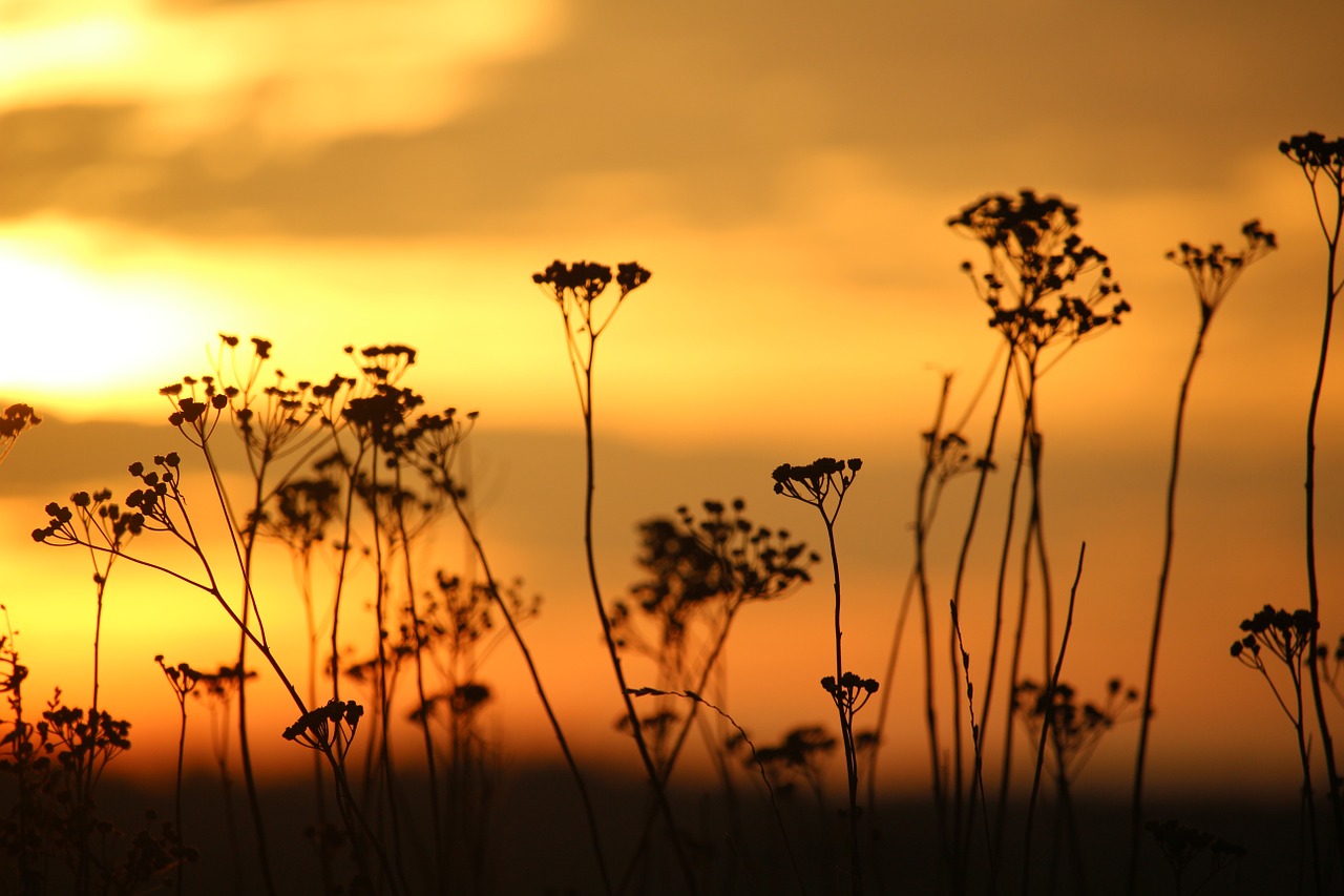 Saulė, Saulėlydis, Vakarinis Dangus, Žolė, Tansy, Abendstimmung, Dangus, Besileidžianti Saulė, Nemokamos Nuotraukos,  Nemokama Licenzija