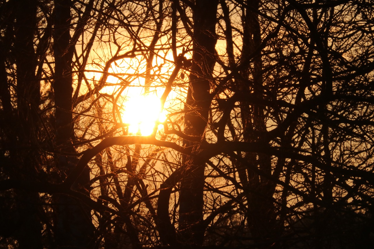 Saulė, Miškas, Saulės Šviesa, Abendstimmung, Saulėlydis, Geltona, Šviesus, Vakarinis Dangus, Dusk, Medis