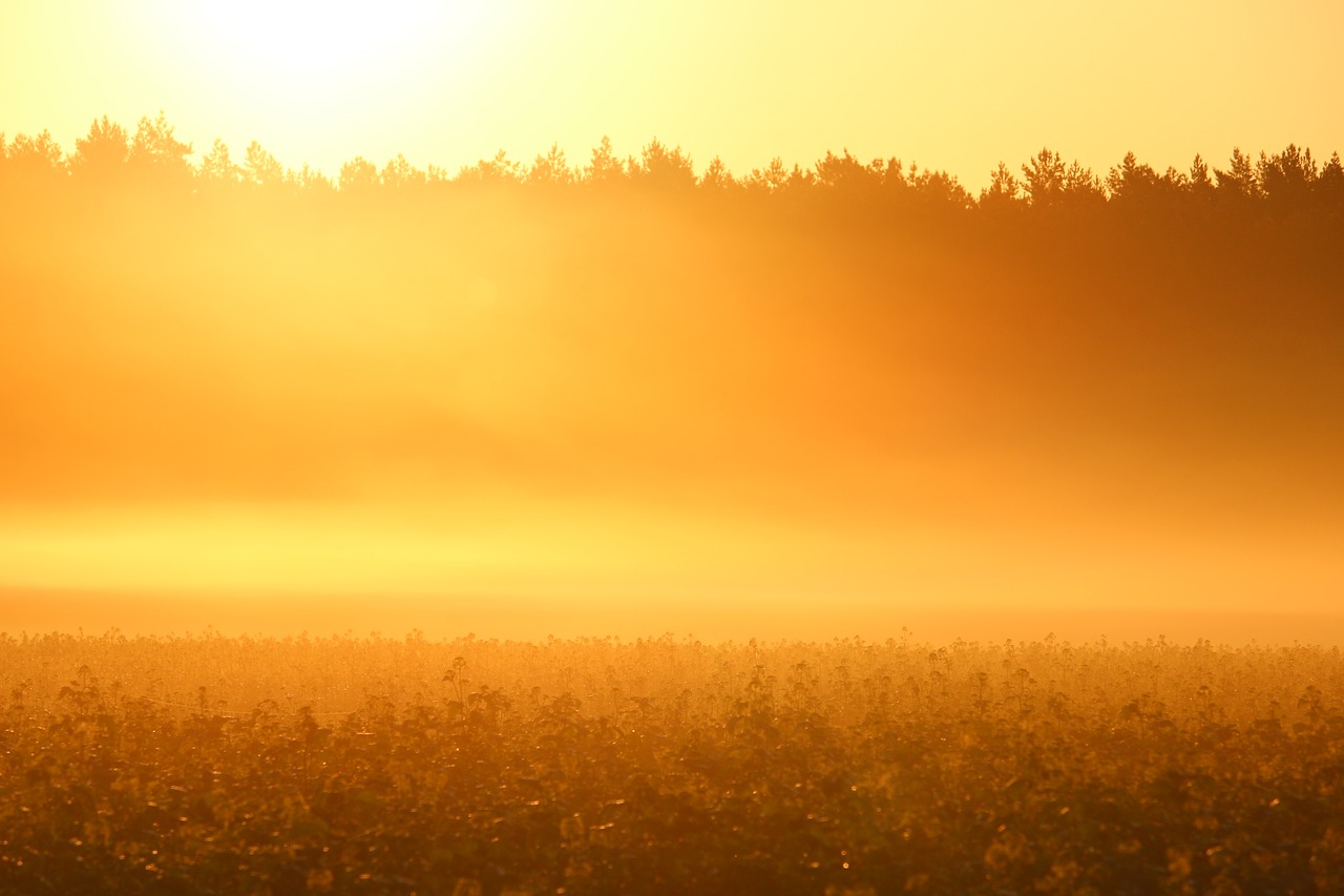 Saulė, Rūkas, Saulėtekis, Ryto Saulė, Šviesa, Morgenstimmung, Ryto Migla, Ruduo, Rūkas, Miškas