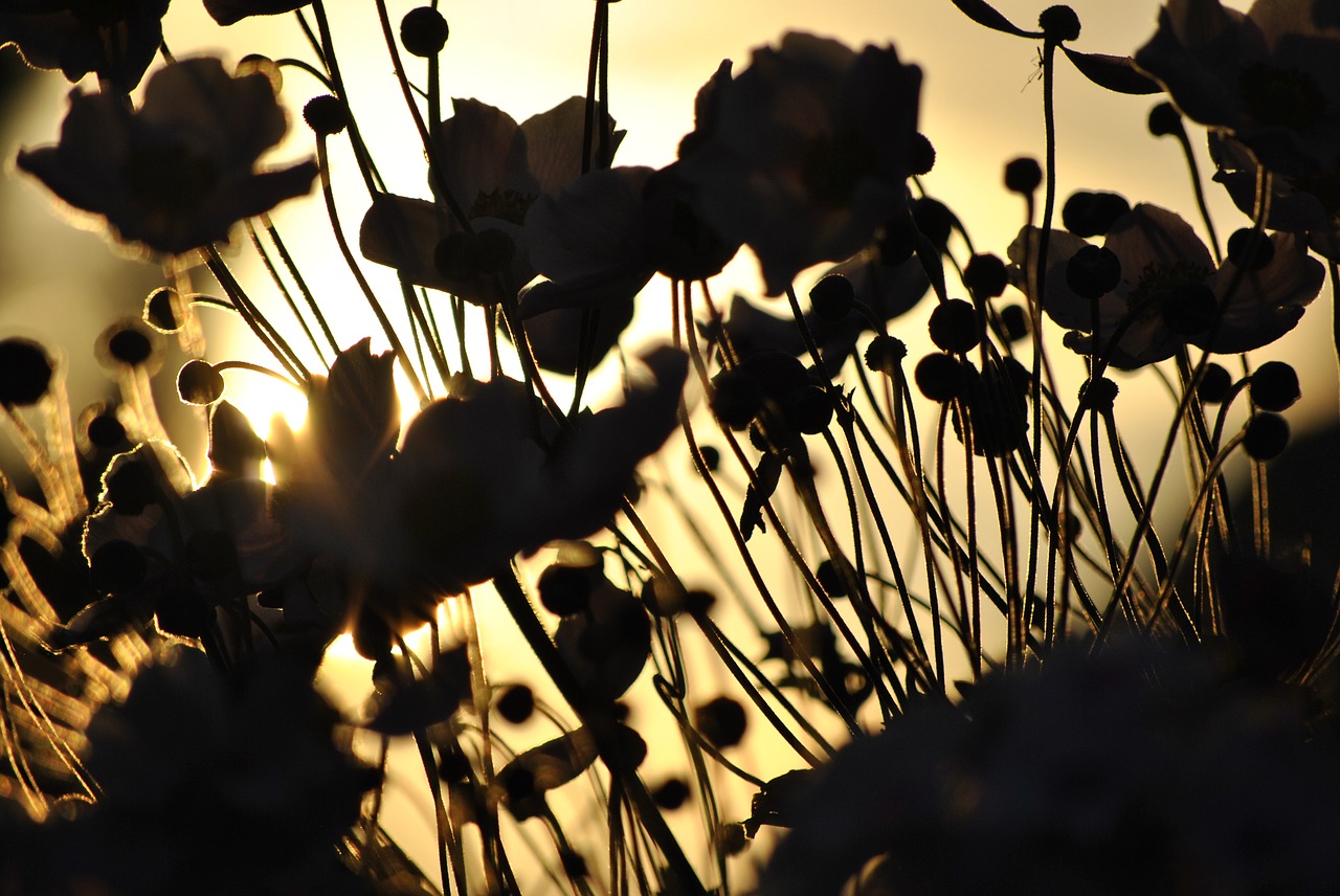 Saulė, Gėlė, Žiedas, Žydėti, Gamta, Geltona, Saulės Gėlė, Vasara, Daisy, Helianthus