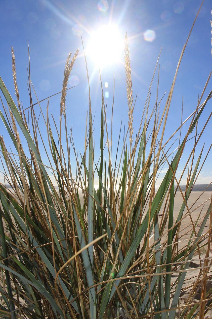 Saulė, Papludimys, Kopos, Žolė, Marram Žolė, Nemokamos Nuotraukos,  Nemokama Licenzija