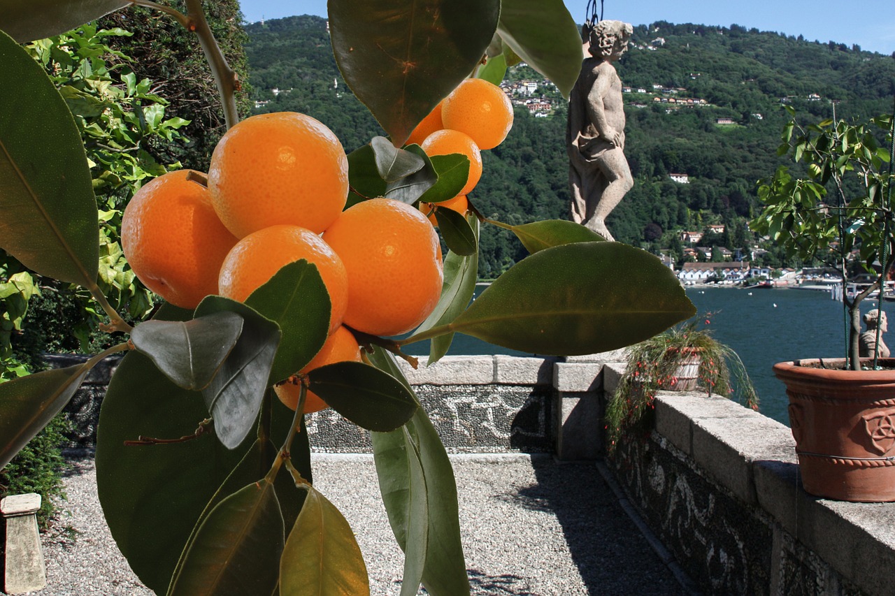 Saulė, Vaisiai, Mandarinai, Apelsinai, Lago Maggiore, Italy, Vaisiai, Lapai, Šviesus, Kraštovaizdis