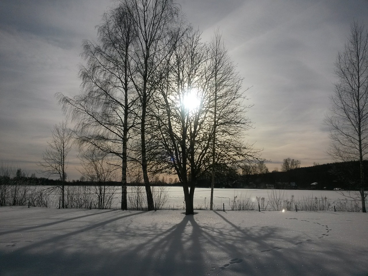 Saulė Už Medžio, Sniegas, Švedija, Nemokamos Nuotraukos,  Nemokama Licenzija