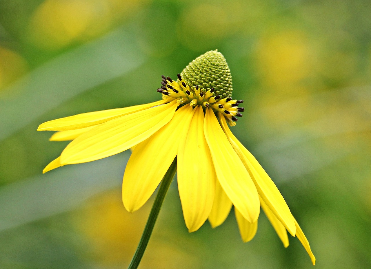 Saulės Aliejus, Gėlė, Žiedas, Žydėti, Žydėti, Geltona, Gėlių Sodas, Kompozitai, Flora, Asteraceae