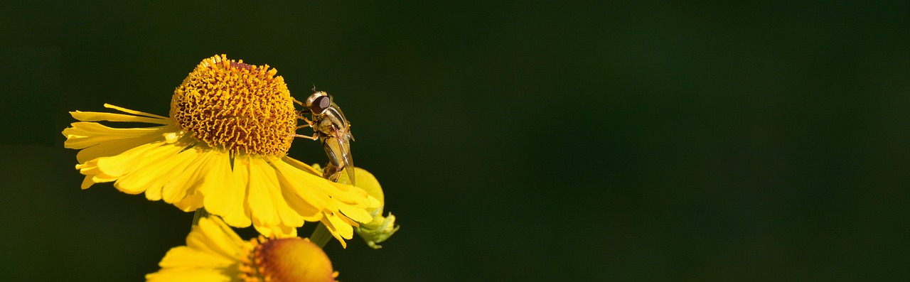 Saulės Aliejus, Helenium, Kompozitai, Gėlių Sodas, Vasaros Gėlė, Vabzdys, Hoverfly, Maistas, Paprastas Sodas Campestris, Geltonos Gėlės