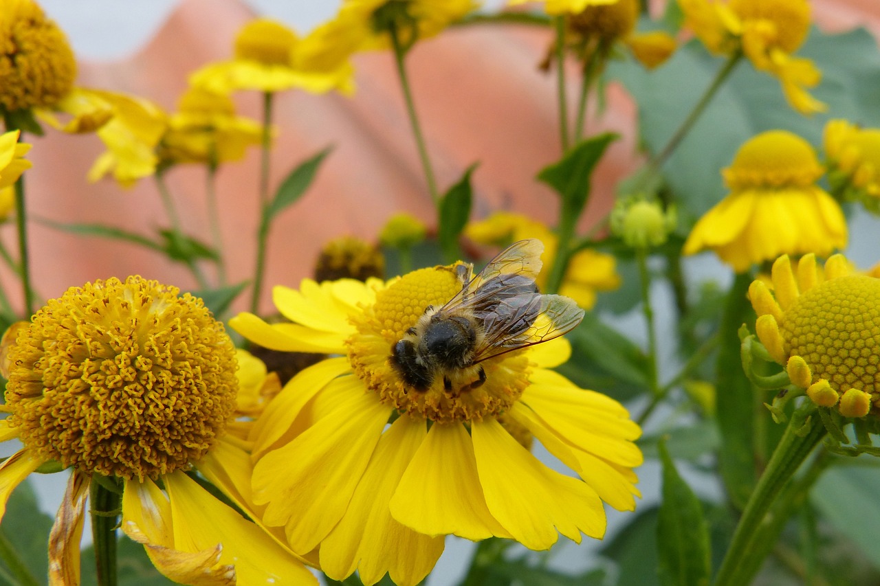 Saulės Aliejus, Bičių, Gėlės, Augalas, Geltona, Helenium, Vabzdys, Nemokamos Nuotraukos,  Nemokama Licenzija