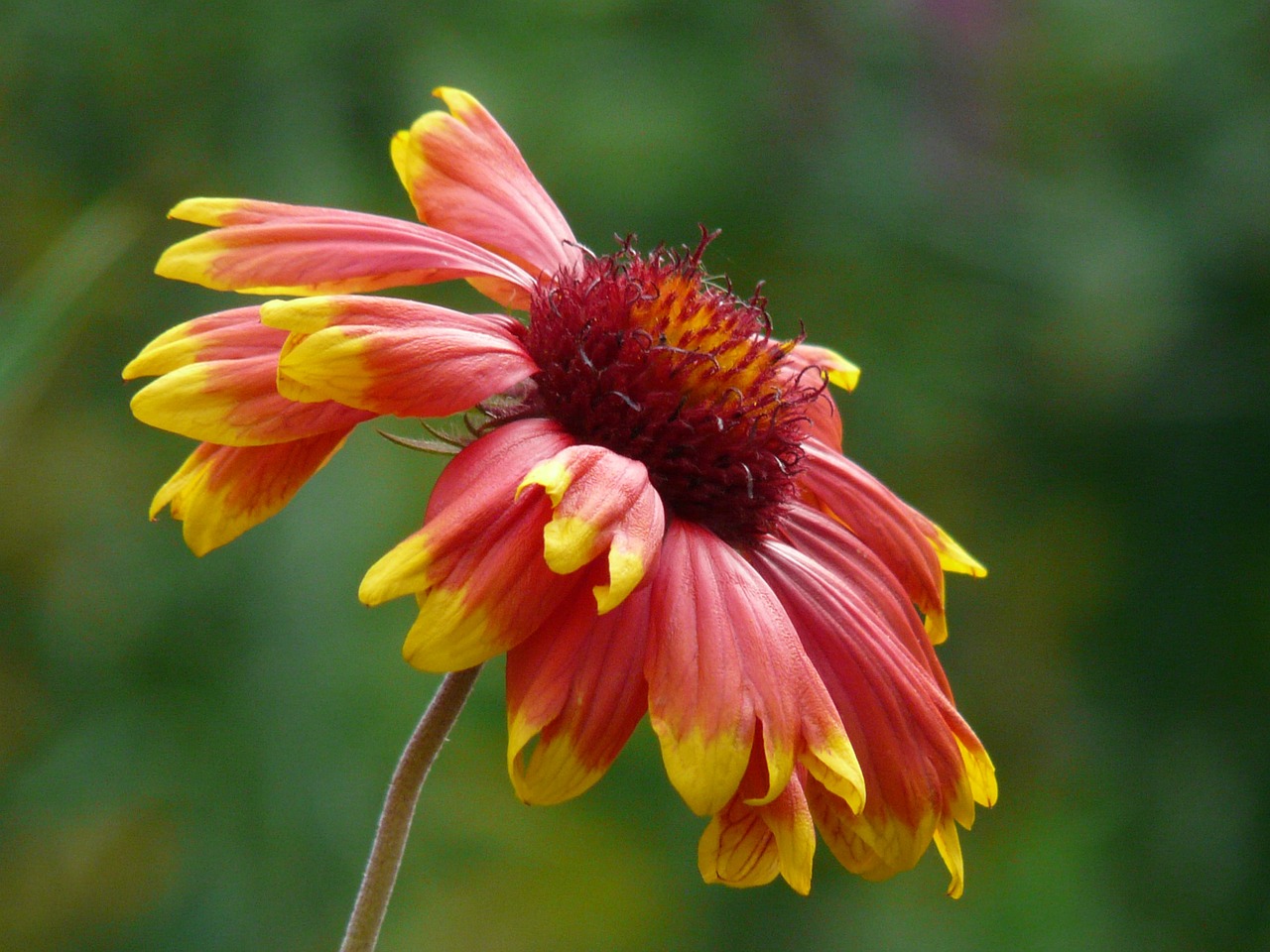 Saulės Aliejus, Helenium, Kompozitai, Asteraceae, Gėlė, Žiedas, Žydėti, Gėlių Sodas, Flora, Vasaros Gėlė